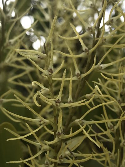 Stelis sclerophylla, photographed by Nicolás Baresch Uribe