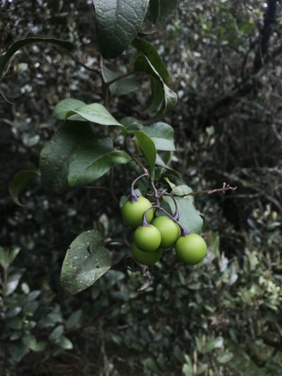 Solanum luculentum, photographed by Nicolás Baresch Uribe