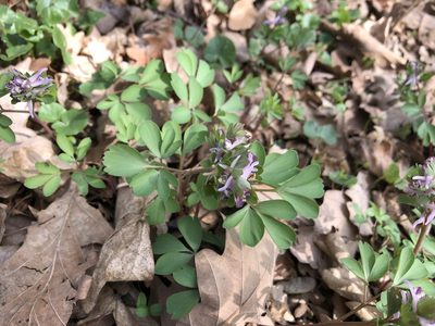 Corydalis pumila, photographed by Pavel Kacl