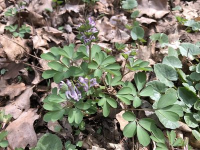 Corydalis pumila, photographed by Pavel Kacl