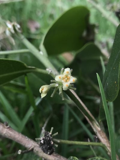 Daphnopsis caracasana, photographed by Nicolás Baresch Uribe