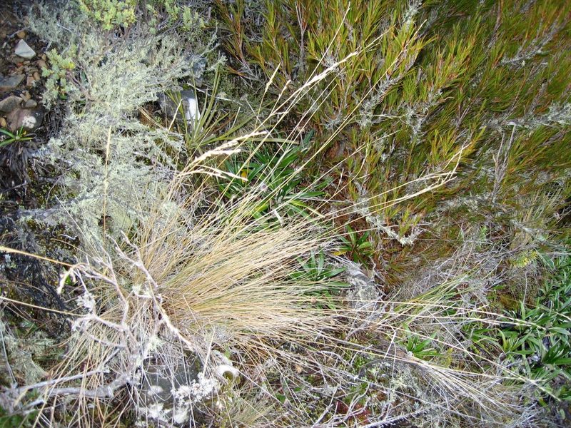 Festuca matthewsii, photographed by Jon Sullivan
