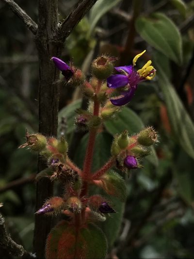 Chaetogastra mollis, photographed by Nicolás Baresch Uribe