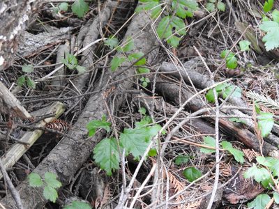 Coptis occidentalis, photographed by Ben Meredyk