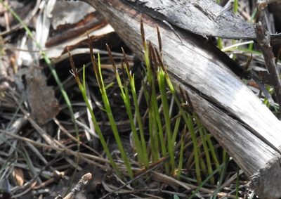 Carex geyeri, photographed by Ben Meredyk