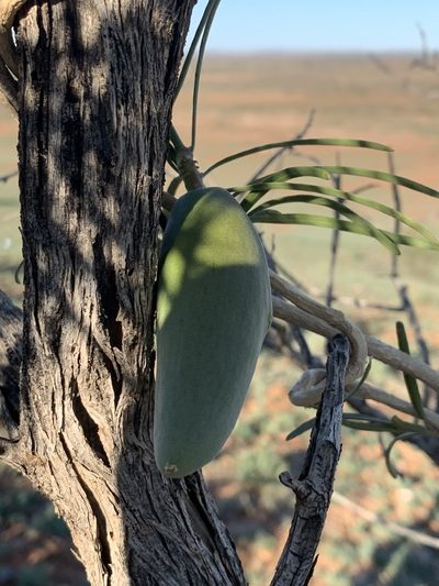 Leichhardtia australis, photographed by Guy Taseski