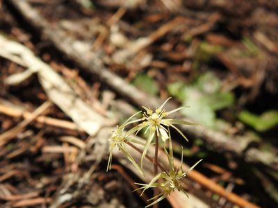Coptis occidentalis, photographed by Ben Meredyk