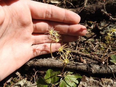 Coptis occidentalis, photographed by Ben Meredyk