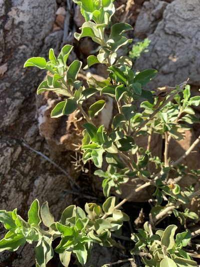 Eremophila serrulata, photographed by Guy Taseski