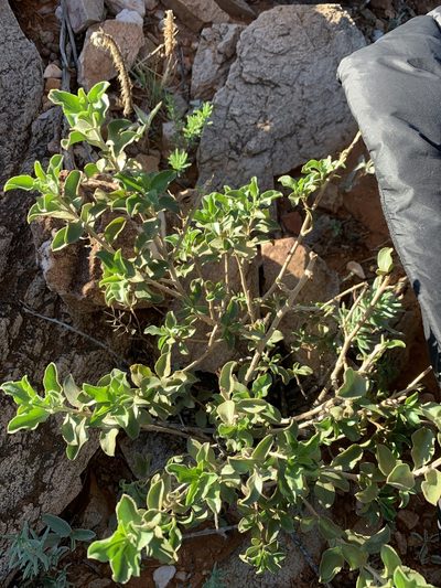 Eremophila serrulata, photographed by Guy Taseski