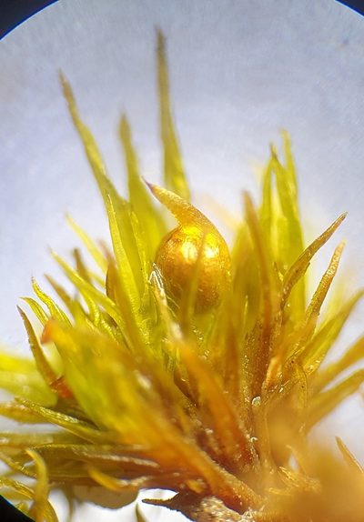 Weissia angustifolia, photographed by Jonathan Hughes