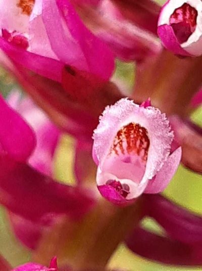 Elleanthus smithii, photographed by Ángela María Gómez M