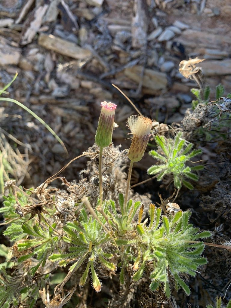 Ixiochlamys cuneifolia, photographed by Guy Taseski