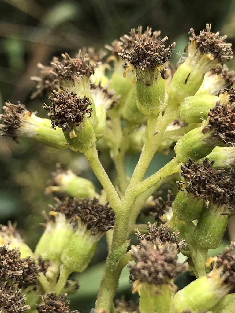 Pentacalia breviligulata, photographed by Nicolás Baresch Uribe