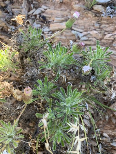Ixiochlamys cuneifolia, photographed by Guy Taseski