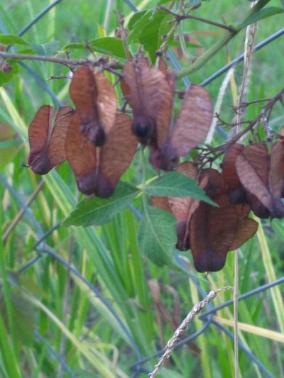 Serjania meridionalis, photographed by Malena Lorente