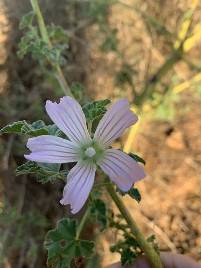Malva weinmanniana, photographed by Guy Taseski