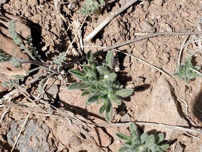 Cryptantha crassisepala, photographed by Craig Martin