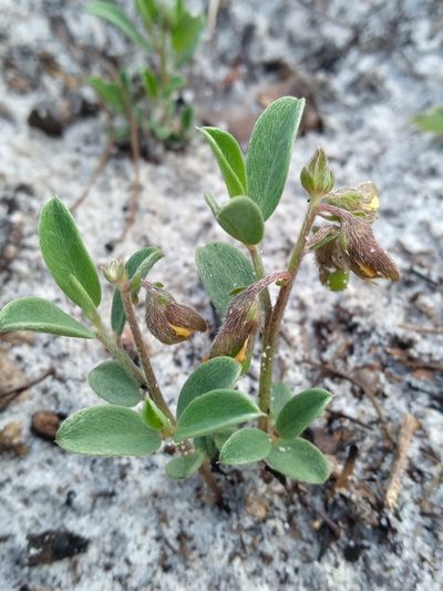 Crotalaria avonensis, photographed by Scott Ward