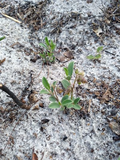 Crotalaria avonensis, photographed by Scott Ward
