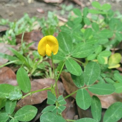 Arachis pintoi, photographed by Beah Vega