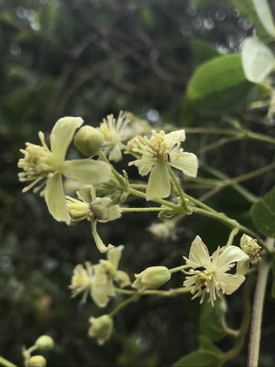 Clematis haenkeana, photographed by Nicolás Baresch Uribe