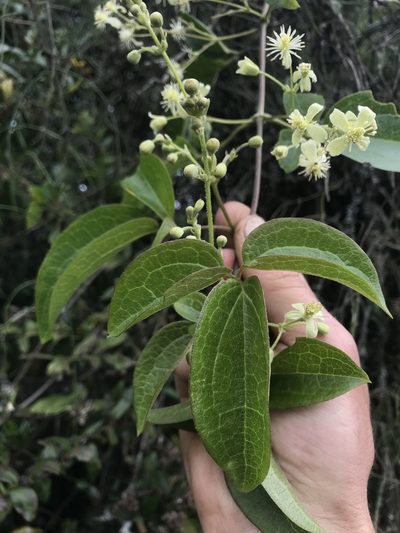 Clematis haenkeana, photographed by Nicolás Baresch Uribe