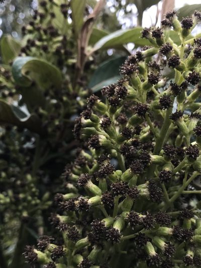 Pentacalia breviligulata, photographed by Nicolás Baresch Uribe