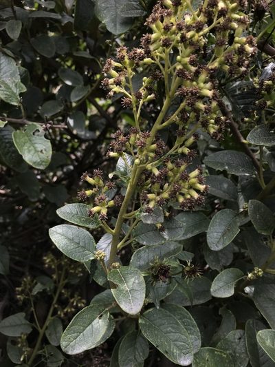 Pentacalia breviligulata, photographed by Nicolás Baresch Uribe