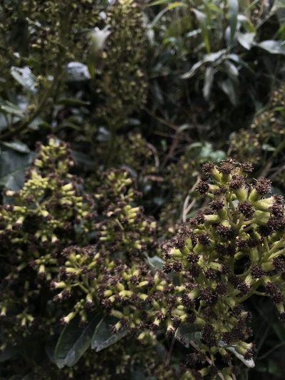 Pentacalia breviligulata, photographed by Nicolás Baresch Uribe