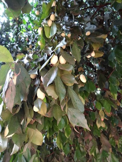 Lecointea peruviana, photographed by Vincent A. Vos