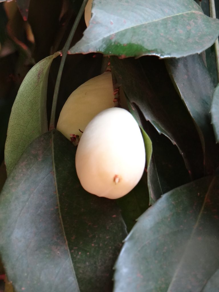 Lecointea peruviana, photographed by Vincent A. Vos