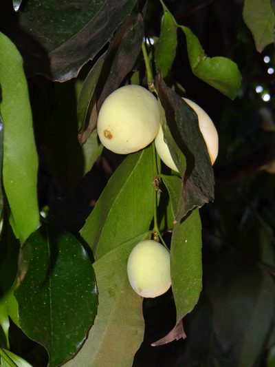 Lecointea peruviana, photographed by Vincent A. Vos