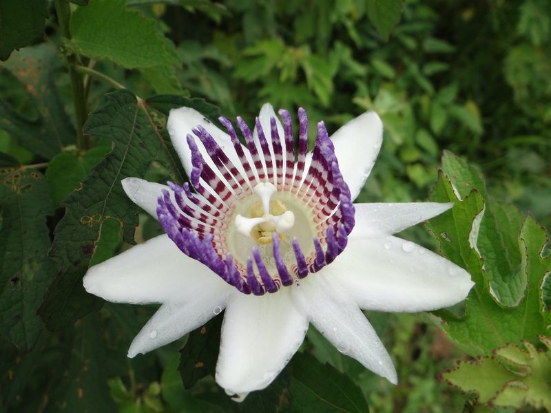 Passiflora riparia, photographed by Vincent A. Vos