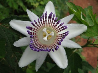 Passiflora riparia, photographed by Vincent A. Vos