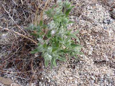 Cryptantha barbigera, photographed by Steve Woodward