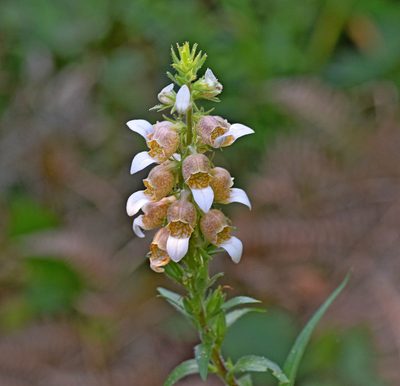 Digitalis lanata, photographed by Kostas Zontanos