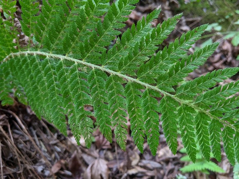 Polystichum dudleyi, photographed by elonicera