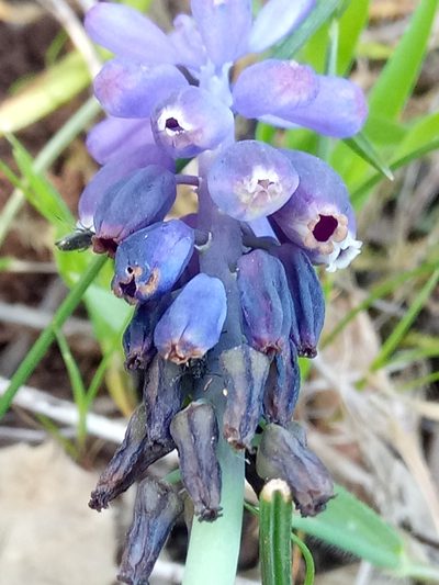 Muscari baeticum, photographed by Karim Haddad