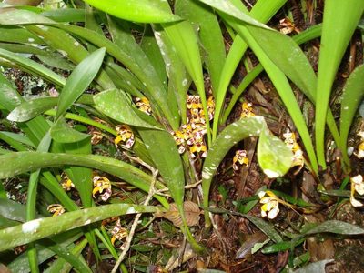 Maxillaria picta, photographed by Victor Farjalla Pontes