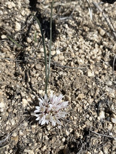 Allium simillimum, photographed by Matt Berger