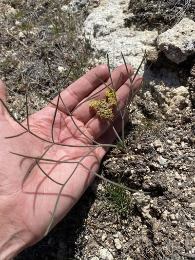 Lomatium simplex, photographed by Matt Berger