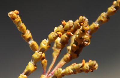 Arceuthobium campylopodum, photographed by Millie Basden