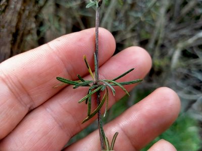 Olearia lineata, photographed by John Barkla