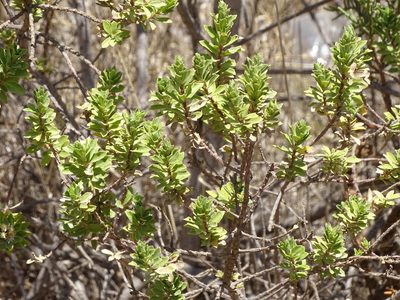 Baccharis conferta, photographed by Martha Gonzalez Herrera