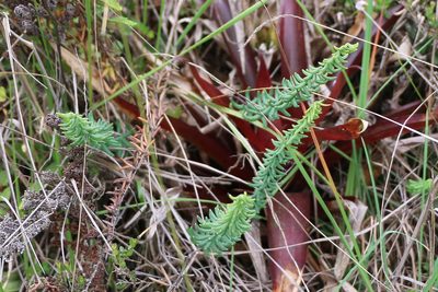 Pellaea ternifolia, photographed by Jairo Pinto