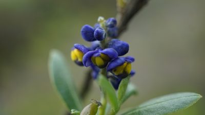 Monnina salicifolia, photographed by Jairo Pinto