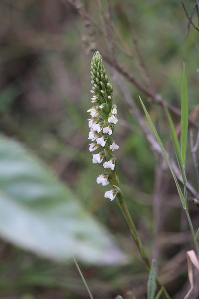 Cyclopogon peruvianus, photographed by Jairo Pinto