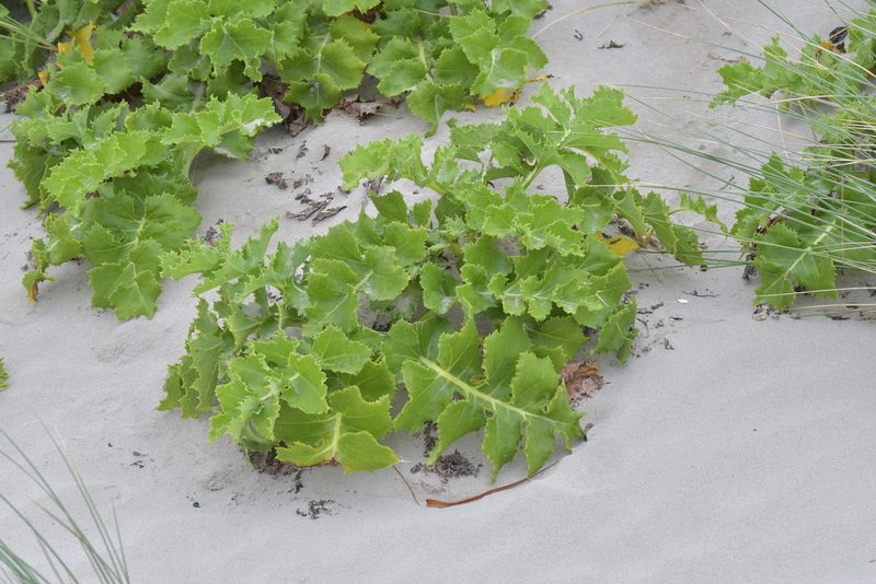Sonchus grandifolius, photographed by Christopher Stephens