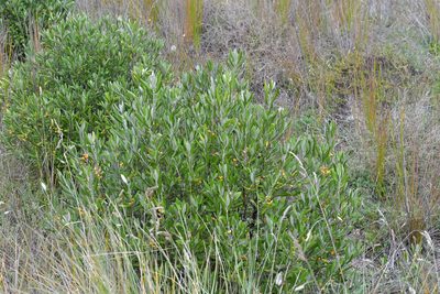 Corokia macrocarpa, photographed by Christopher Stephens